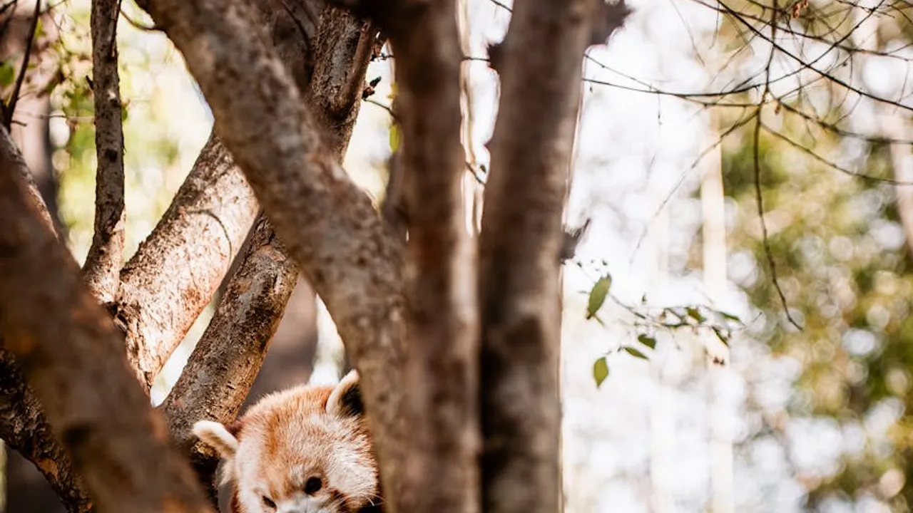 Como começar um aplicativo sem perceber de tecnologia em Moçambique? - Imagem 1