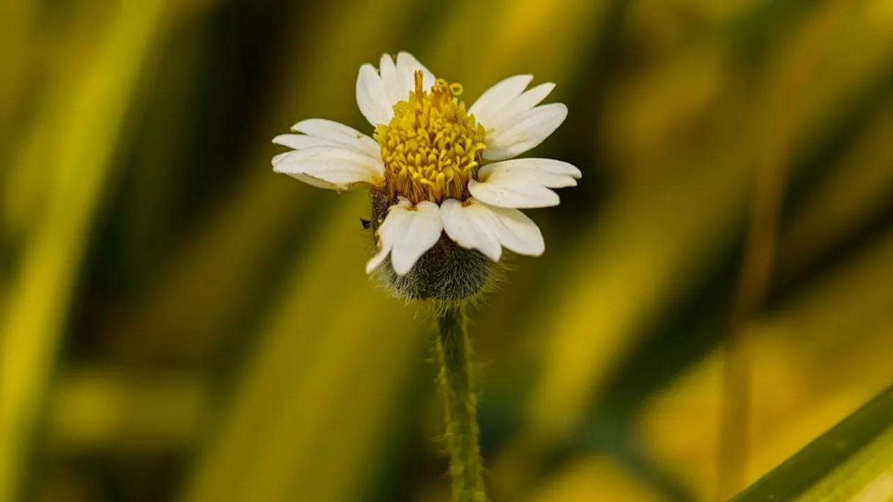 Um aplicativo ajuda mesmo a vender mais em Moçambique? - Imagem 2
