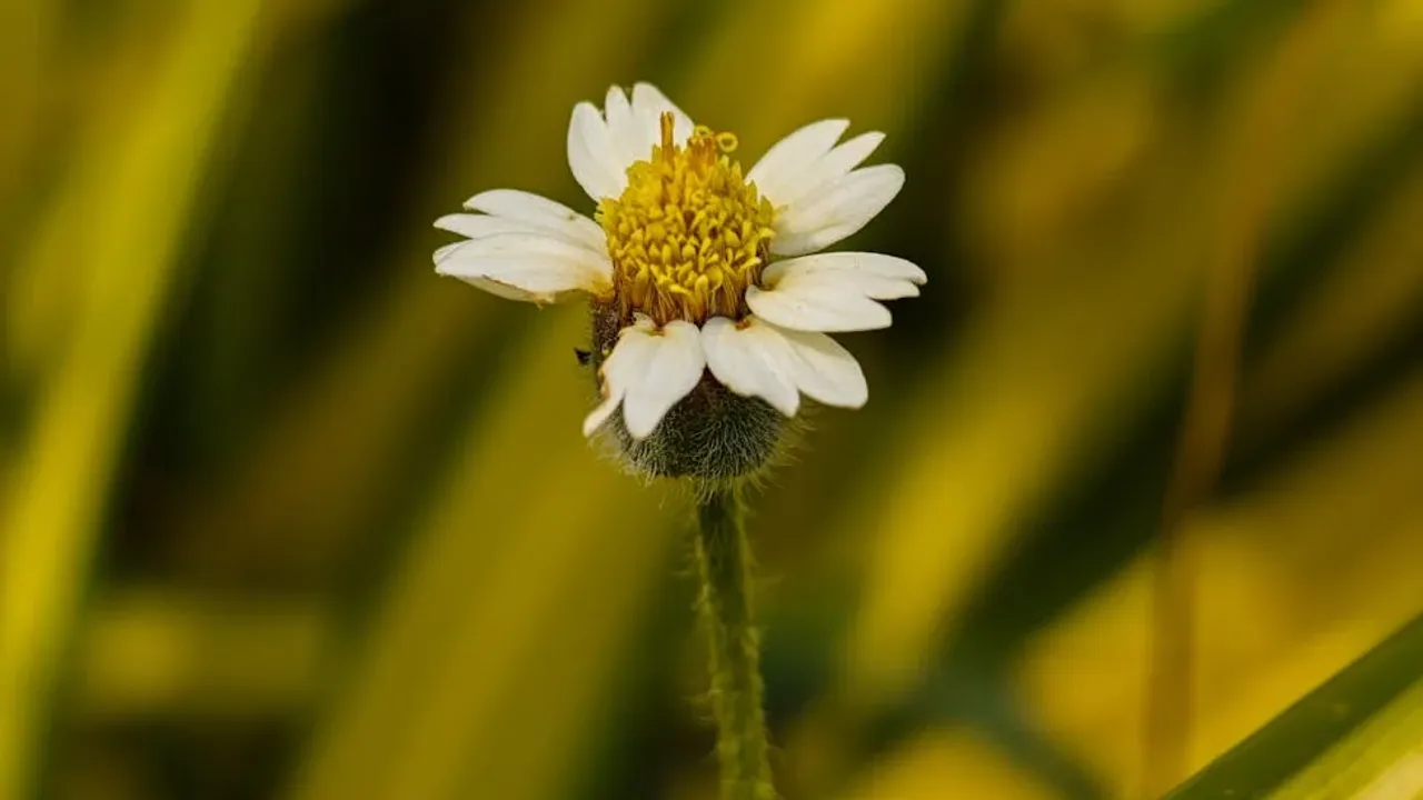 Como começar a digitalizar o meu negócio em Moçambique? - Imagem 2