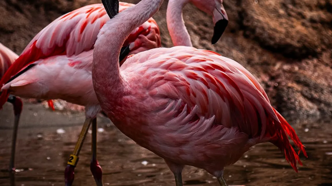 Que tipo de aplicativo faz sentido para a minha empresa em Moçambique? - Imagem 1