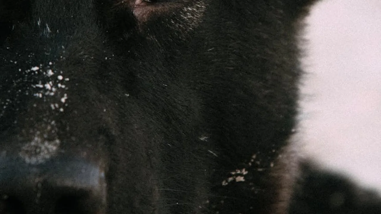 Como começar a usar inteligência artificial em Moçambique? - Imagem 2