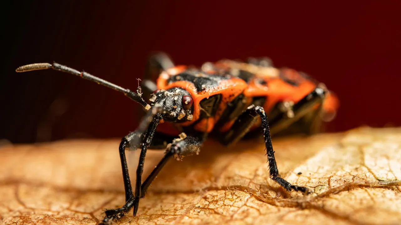 O que um aplicativo pode fazer pelo meu negócio em Moçambique? - Imagem 2